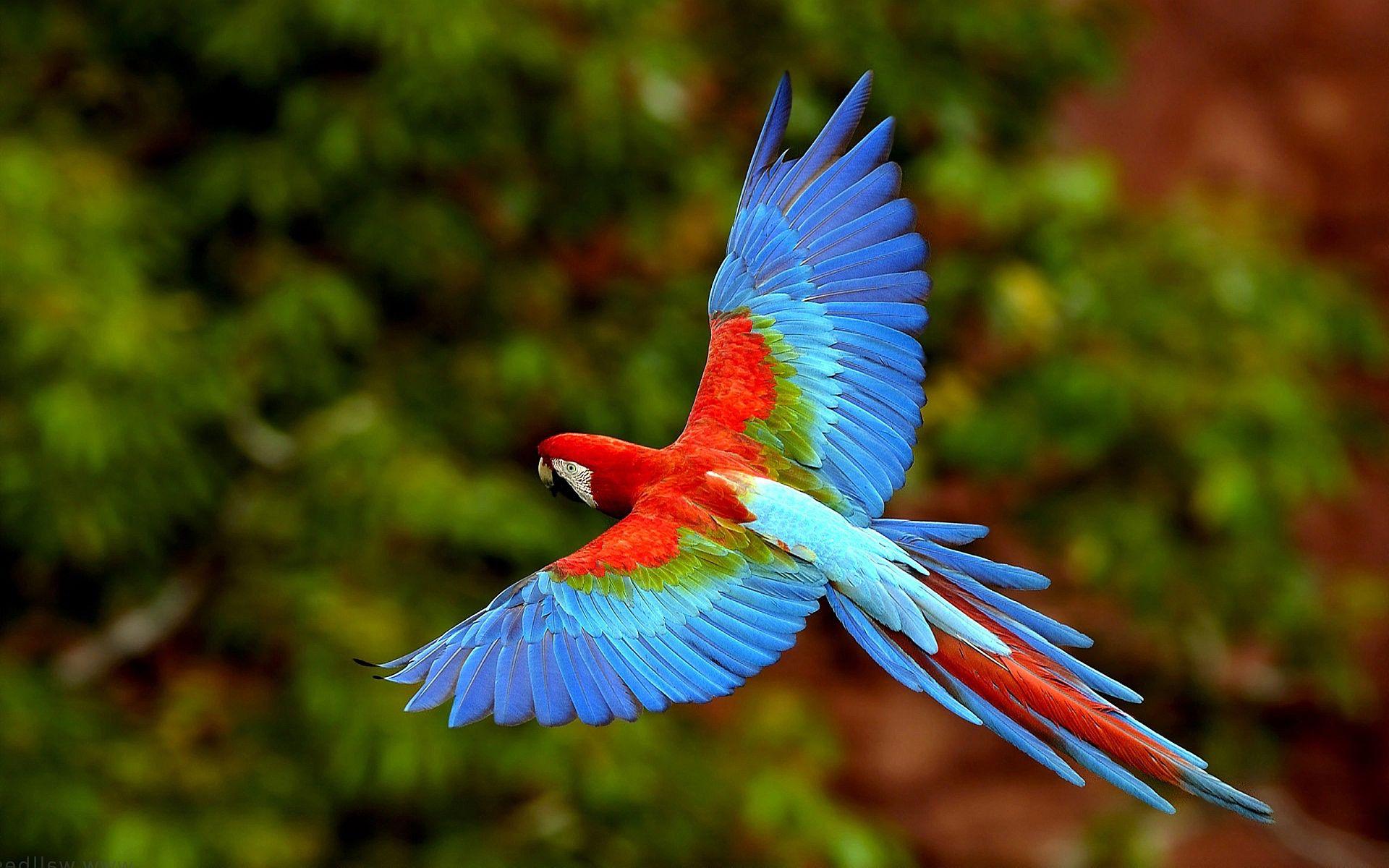 HD birds wallpaper download for pc - Free HD Wallpapers