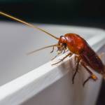 Frontline Cockroach Control Sydney Profile Picture