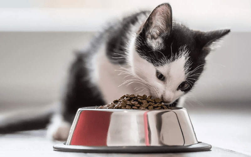 Best Kitten Food & Their Benefits