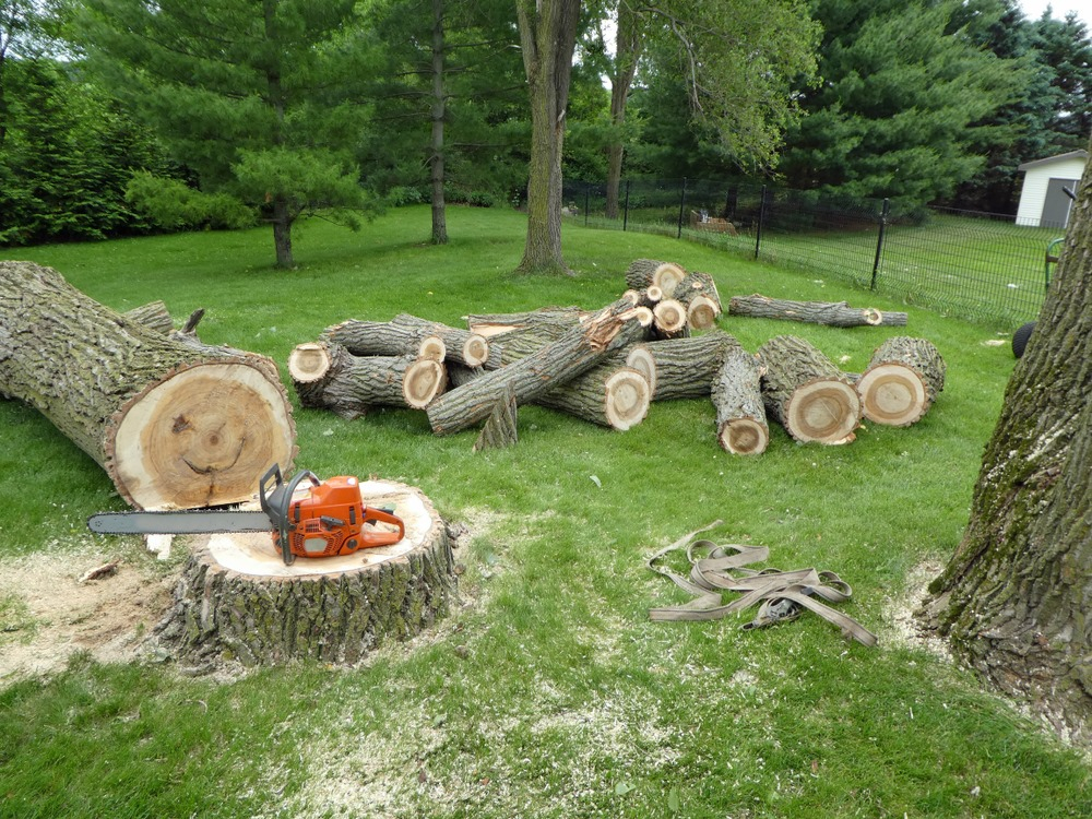 Tree Removal vs. Tree Preservation: When is Tree Removal Necessary?