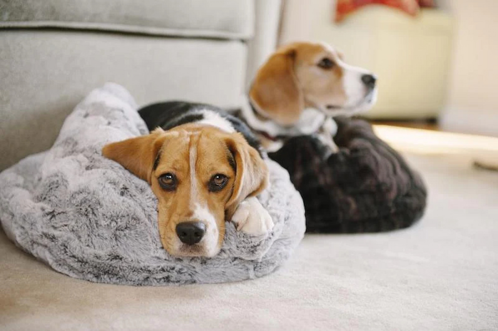 A Guide to the Different Types of Dog Beds – Mypetfriend