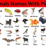 Animals Name Profile Picture