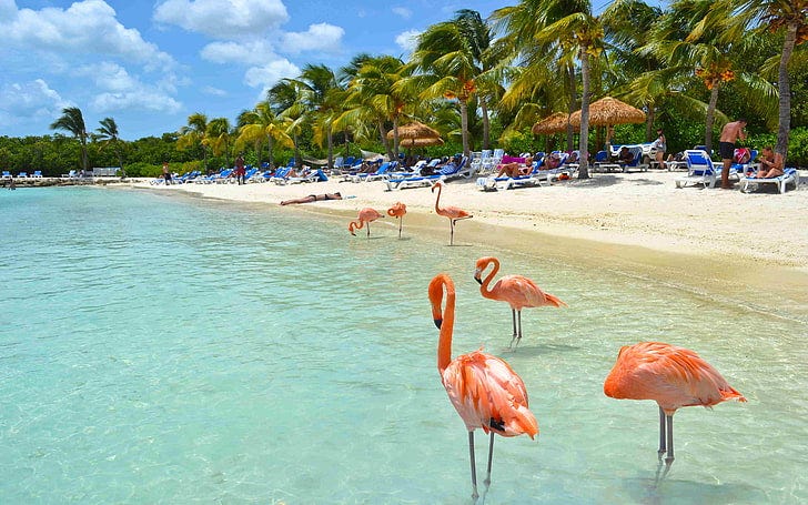 Most Popular Things to Do in Aruba | by Whitelucy | May, 2023 | Medium