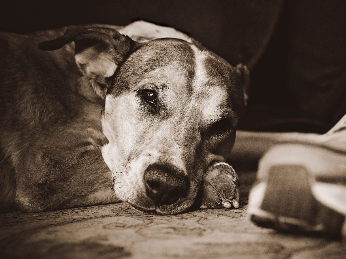 Celebrate the Precious Bond You Share with Your Dog Through Photography | by Liz Dranow Photography | Jun, 2023 | Medium
