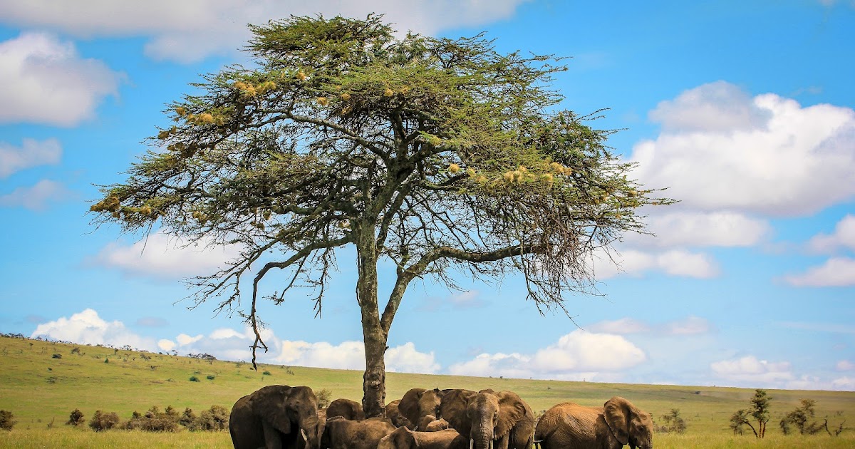 Guidelines for planning African safari tours