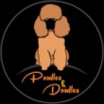 Standard Poodles and Doodles Profile Picture