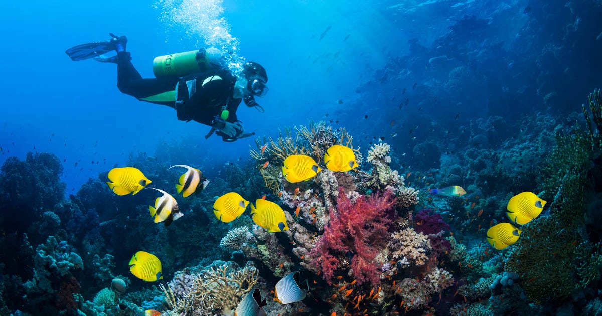 The Basics of a Beginner’s Scuba Diving Course | by Phuket Dive Center | Jun, 2023 | Medium