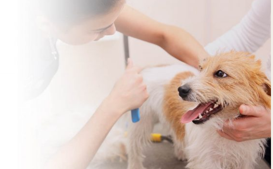 5 Dog Grooming Mistakes You Should Avoid As Pet Parents (2023 Updated) – Site Title