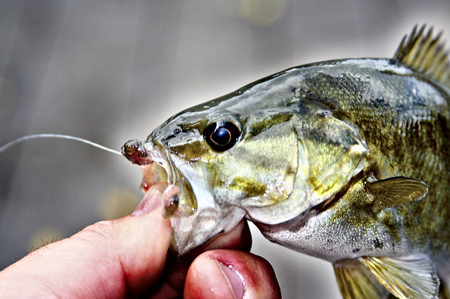 Bass Fishing Tips » Bass Fishing Tips And Tricks