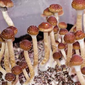 Mushroom Spores Online in Colorado | Buy Magic Spores Online