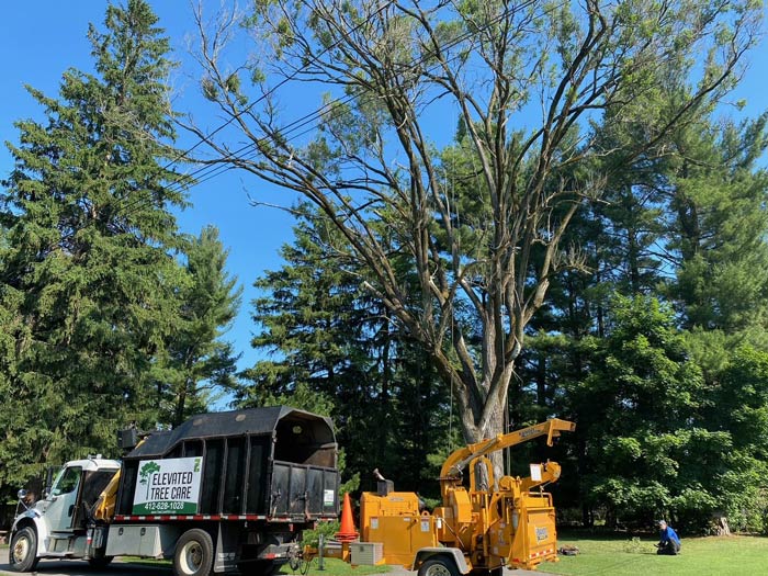 Elevated Tree Care Pittsburgh | Trimming & Cutting Service