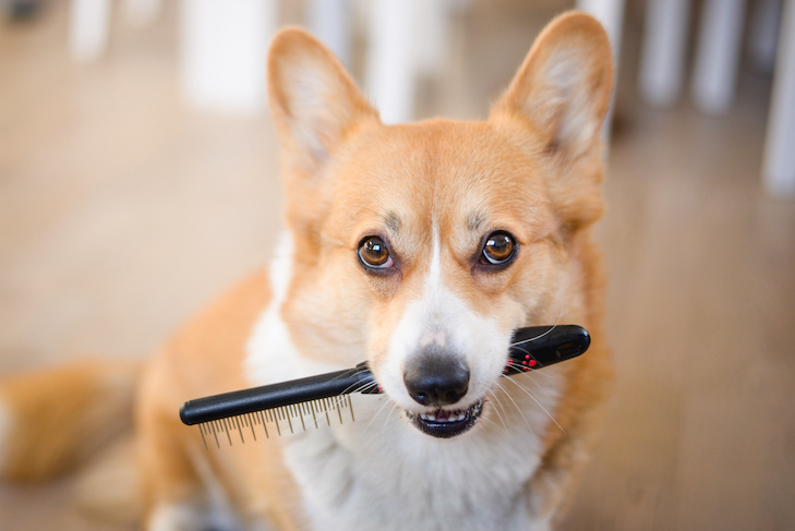 How and Why Is It Important to Choose the Right Dog Brush?