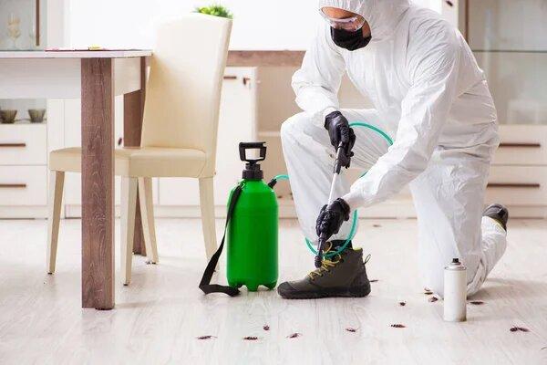 Defending Your Home: Advanced Pest Control Solutions in Connecticut
