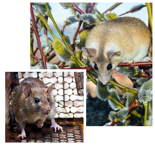 Rat Removal Melbourne | Rat and Mice Control Melbourne – Pest Free Nest