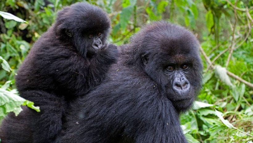 A precise overview of gorilla trekking Rwanda | by Gorillasandwildlifetours | Aug, 2023 | Medium