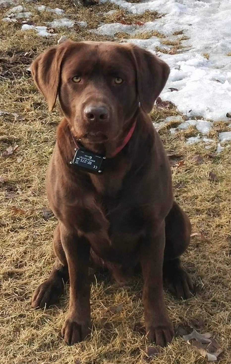 Breeders for Labs and Doodles - Lakes Country Labs and Doodles