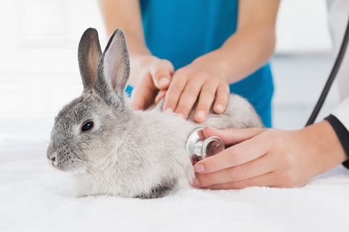 What Every Rabbit Owner Should Know About Bunny Nursing Fundamentals