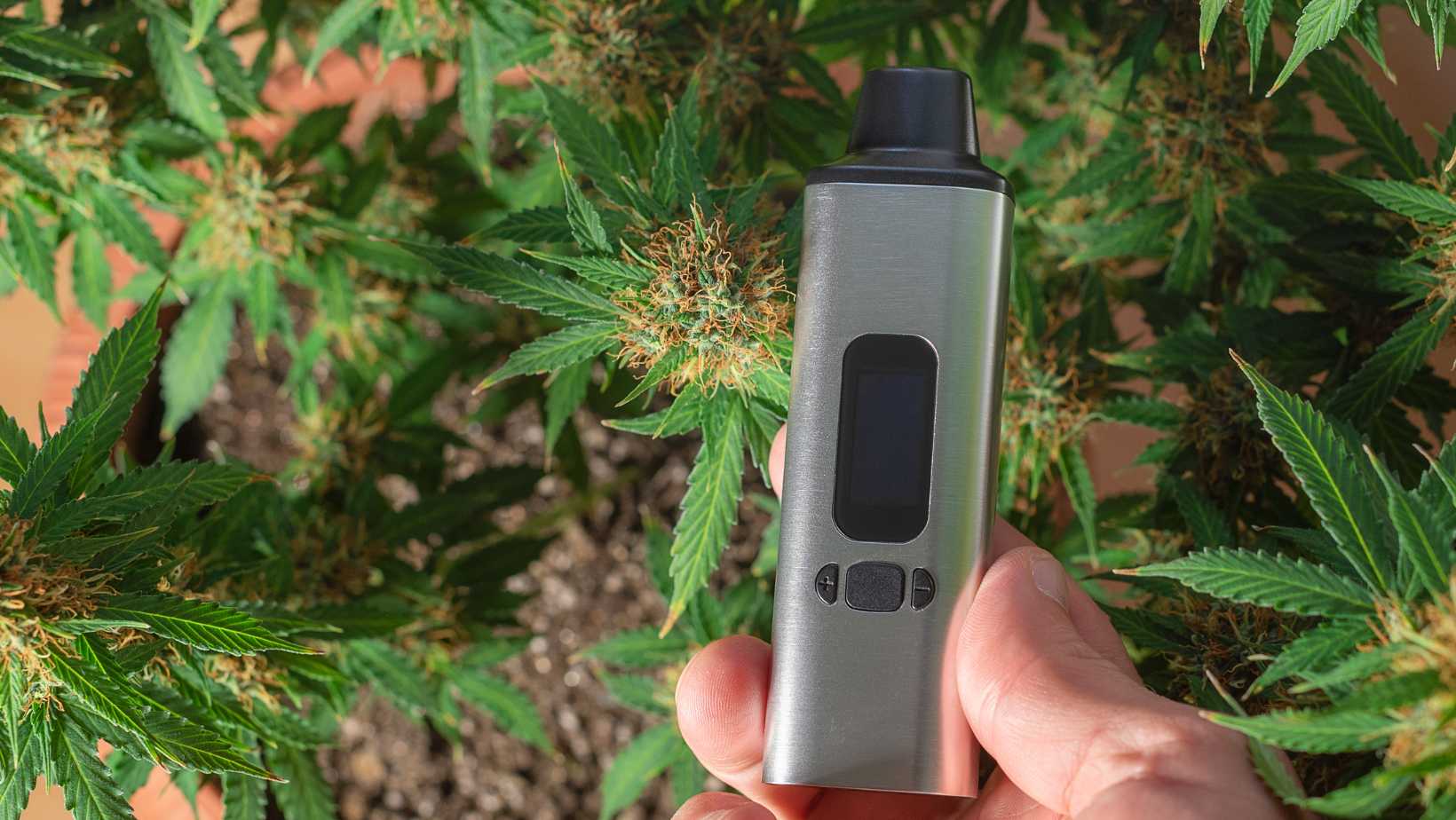 Learn Everything You Need to About Dry Herb Vaporizers! - Smoke Shop