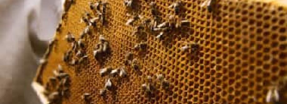 Bee and Wasp Removal Sydney Cover Image