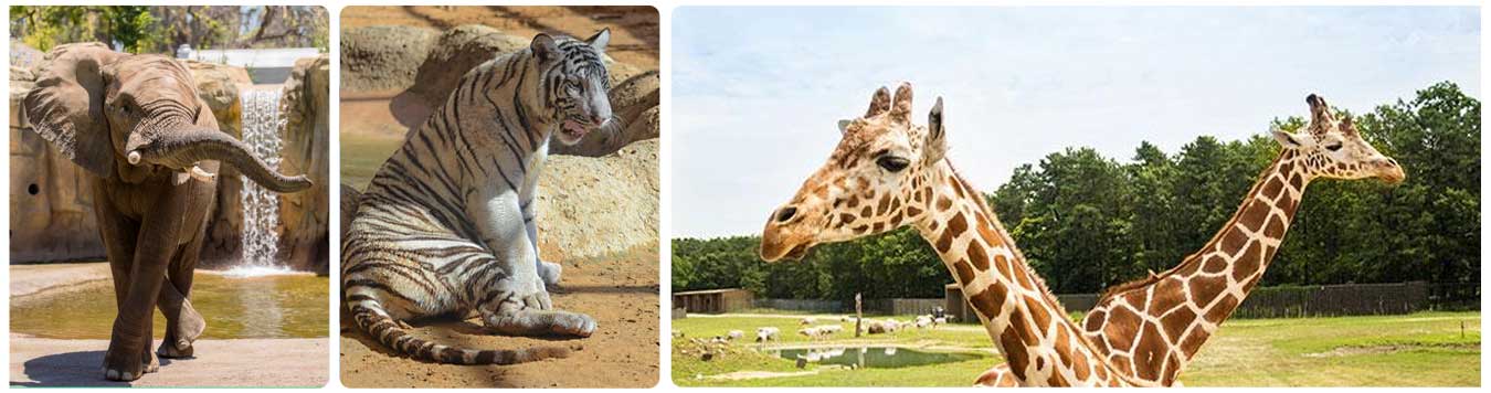 Al Ain Zoo Safari Tickets | Best Offer & Prices | Book Now - Aan Tourism