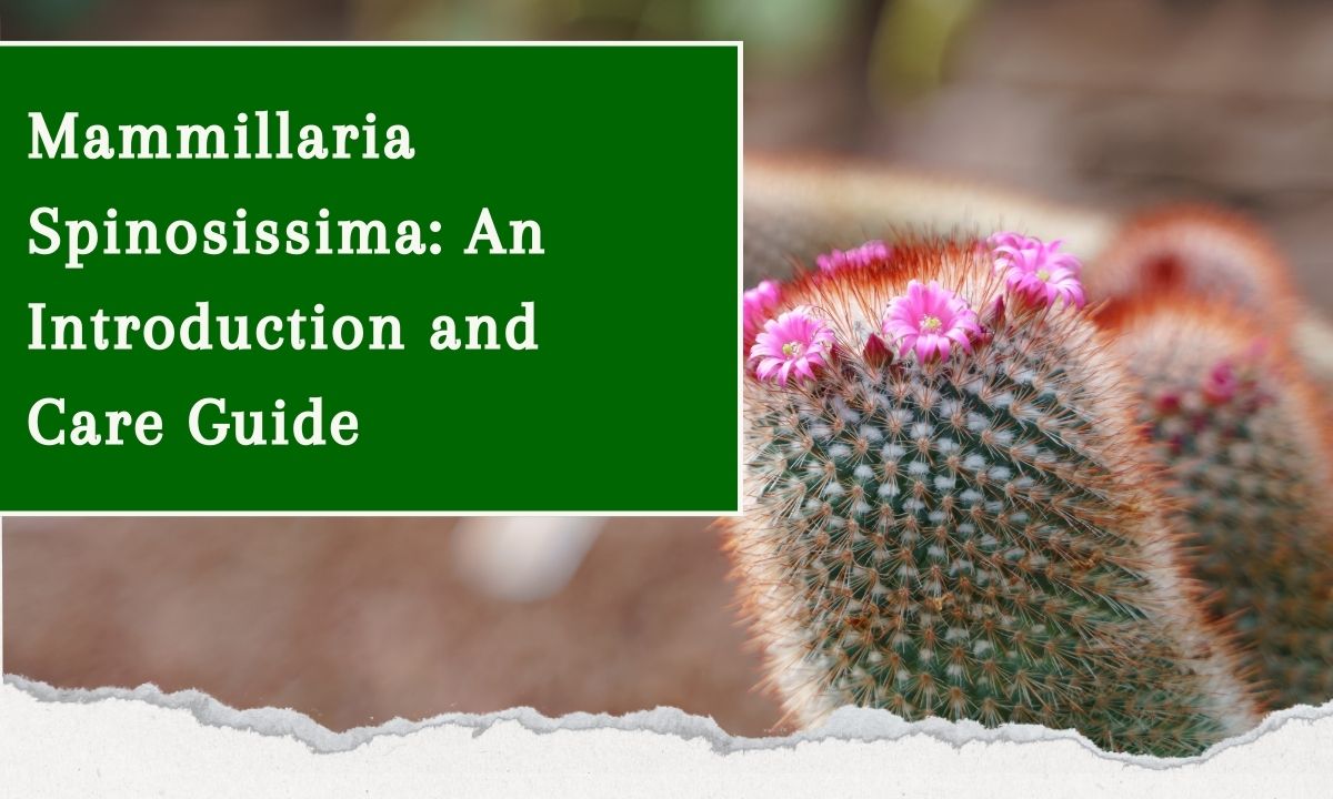Mammillaria Spinosissima: An Introduction And Care Guide
