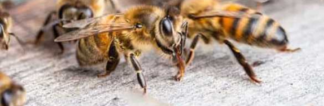 Bee Wasp Removal Canberra Cover Image