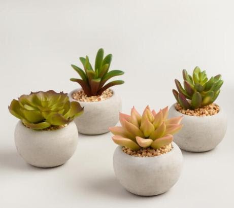 Revamp your workspace aesthetics with the help of office table plants