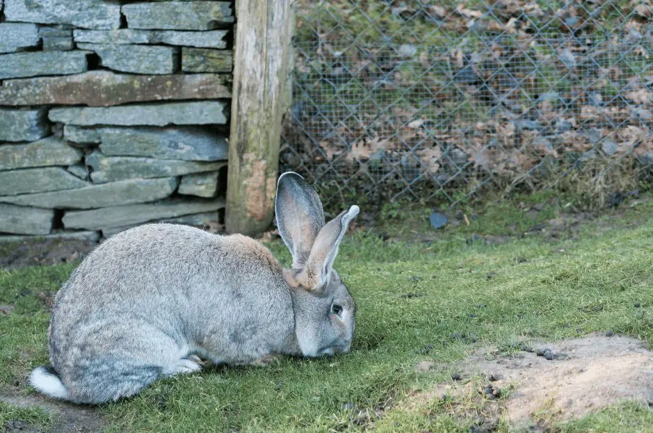 Best Foods For Flemish Giant Rabbit: Top Picks And Buying Guide