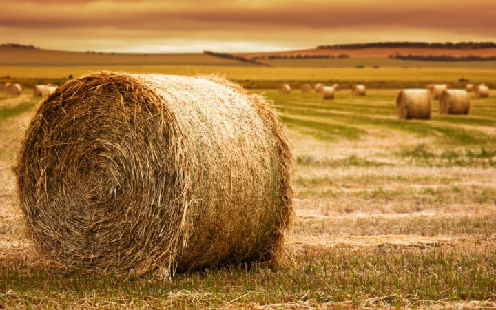 From Seed to Bale: The Lifecycle of Hay – Central Victoria Hay