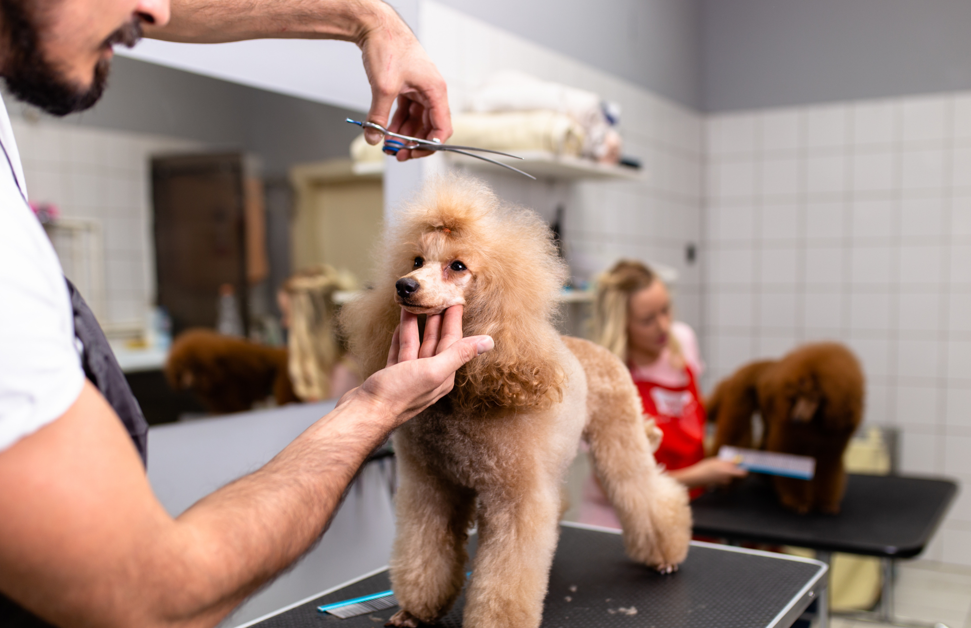 Pet Grooming Abu Dhabi | American Veterinary Clinic