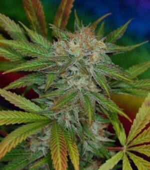 Autoflower Marijuana Seeds for Sale | The Clone Conservatory