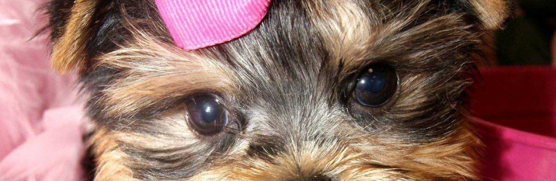 Yorkie Babies Cover Image