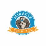 Miracle Shihtzu Profile Picture