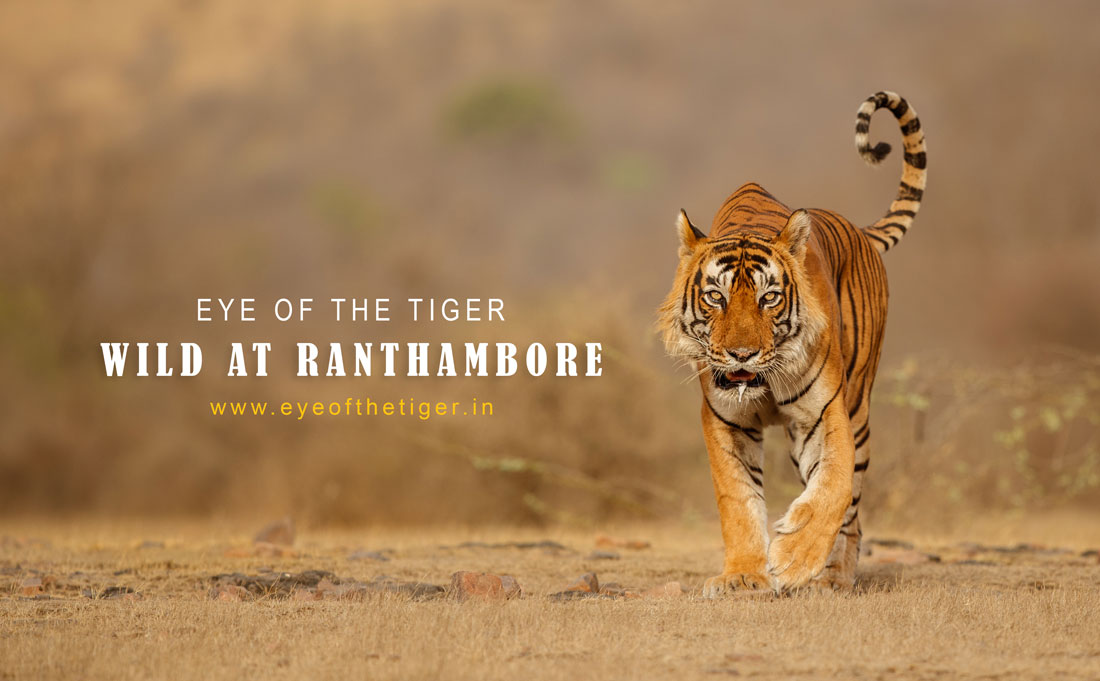 Ranthambore National Park Safari | Tiger Safari in Ranthambore