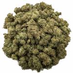 Wtfcannabis1 Profile Picture