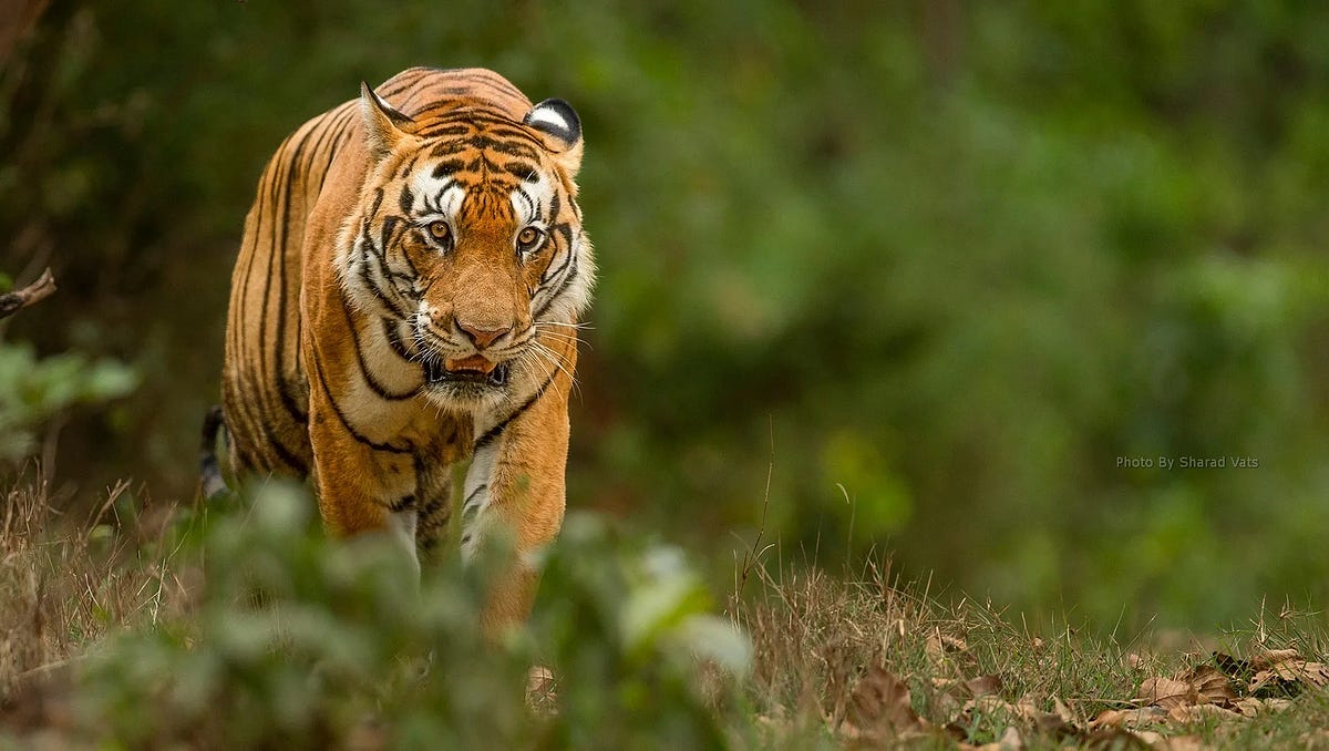 What to expect from India tiger safari? | by Sharad Vats Safaris | Dec, 2023 | Medium