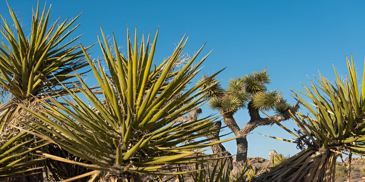 Types of Yucca Plants – Yuccas Care & Growing Guide| Planet Desert