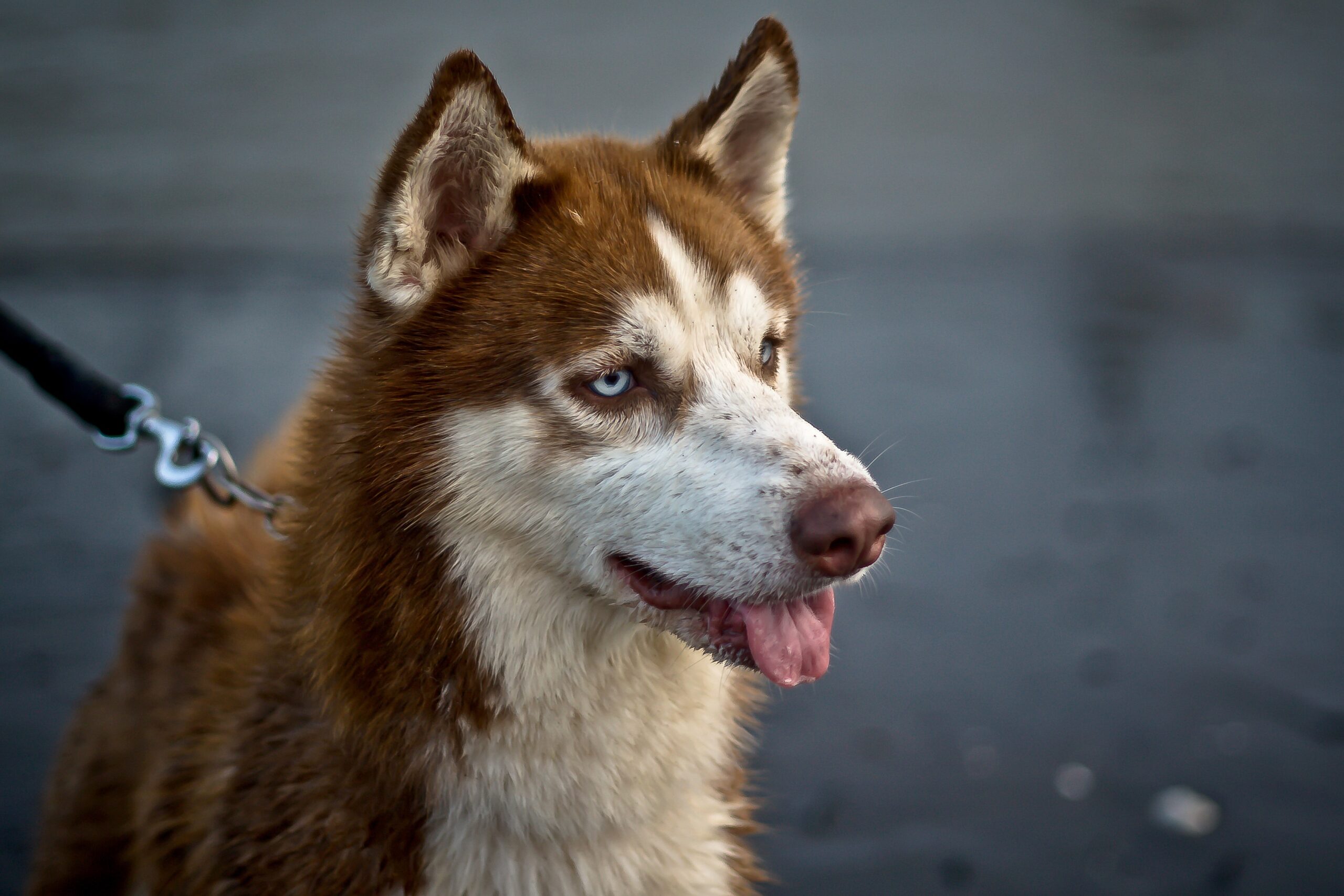 Siberian Husky Price in India | Features & Life Expectancy