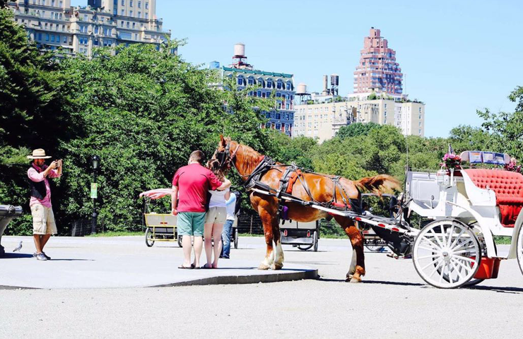 The Role of New York Carriage Horses in Tourism and Tradition - KLIGHT HOUSE