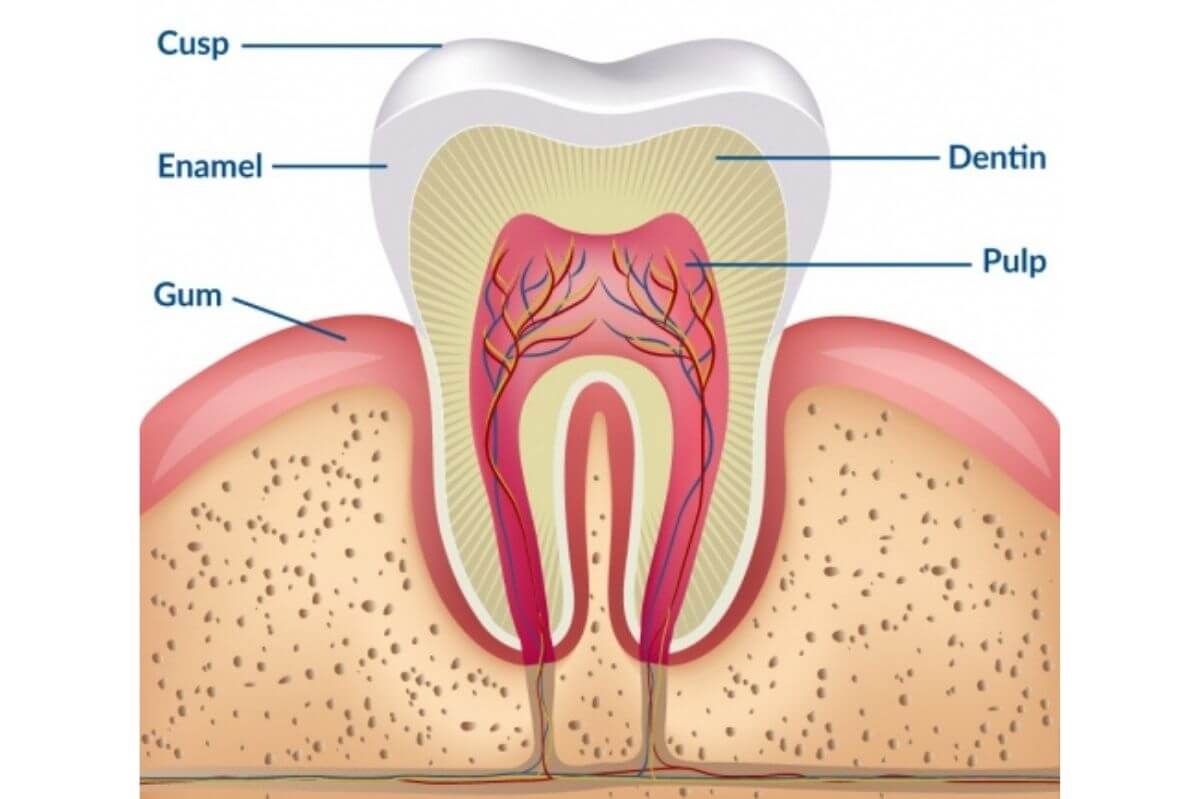 Teeth Whitening Science - Beaming White | Teeth Whitening