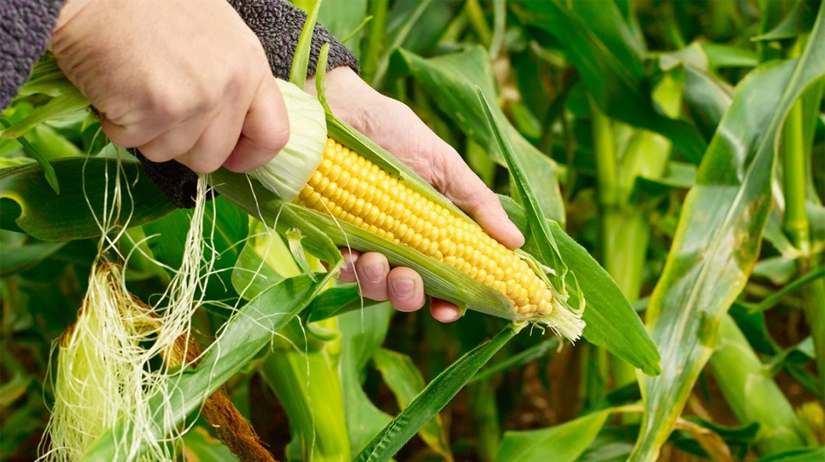 Genetically Modified Organisms in Agriculture: A Closer Look