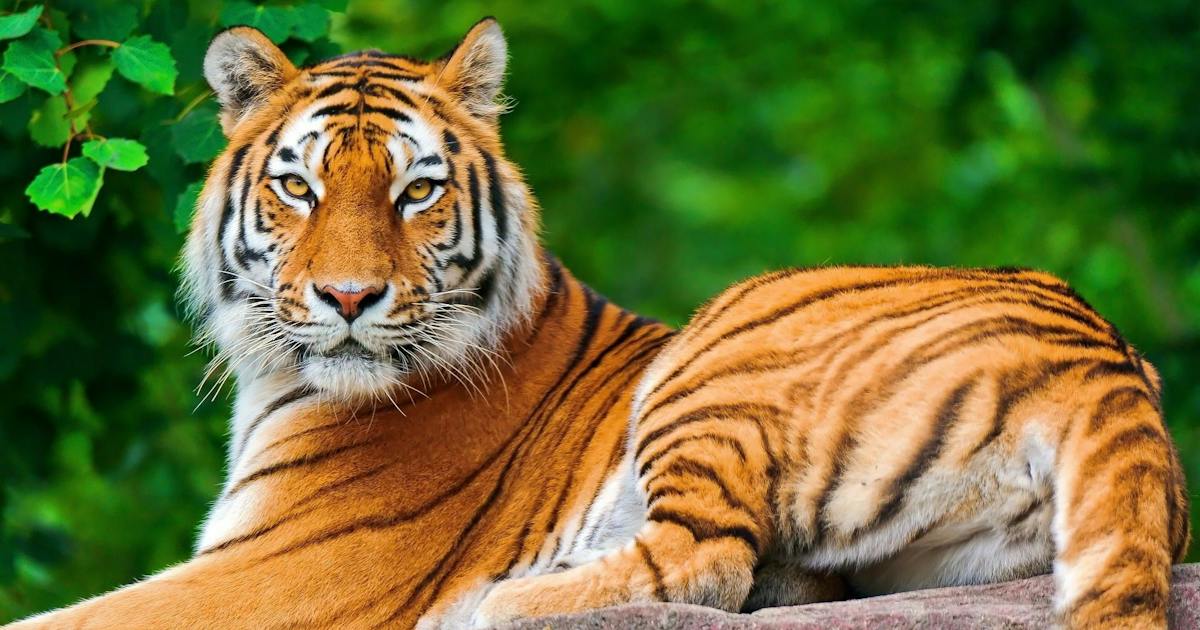 What Tiger Species Do We Get to See on a Safari?