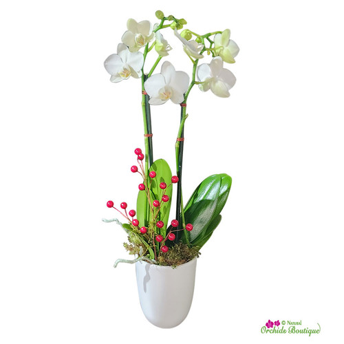 The Holidays Phalaenopsis Holiday Orchid Arrangement