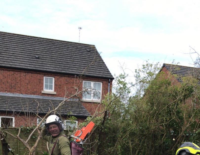 Mcauley Tree Surgery Expert Commercial Tree Removal in Belfast