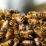 Saskatraz queen honey bees for sale Profile Picture