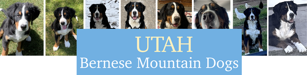 Utah Bernese Mountain Dogs Cover Image