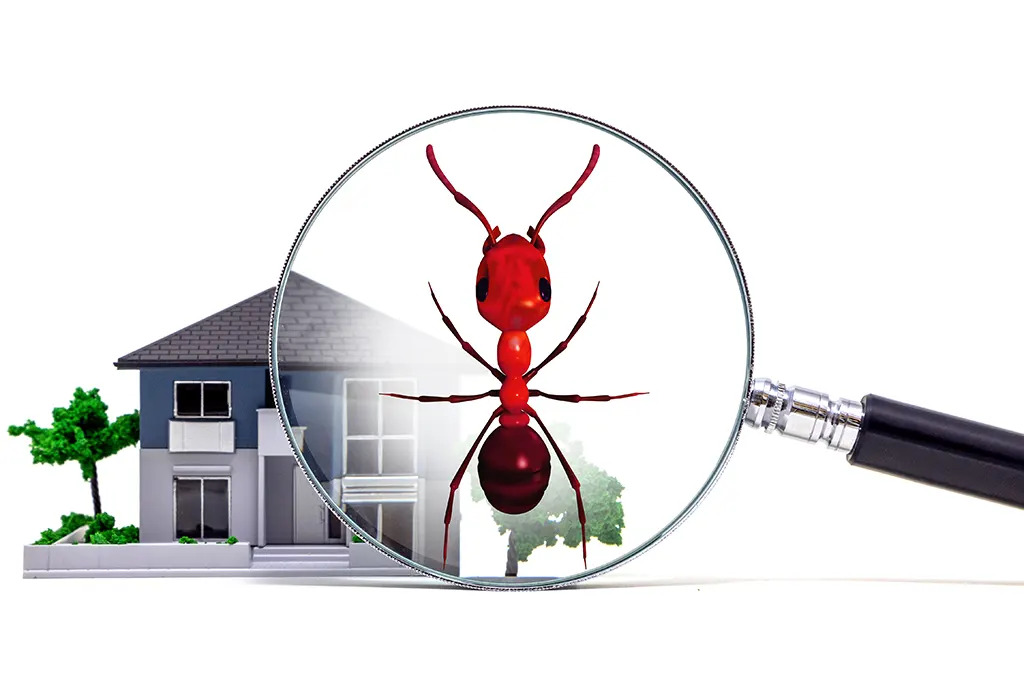 Tazkiah Pest Control and Building Cleaning Services Cover Image