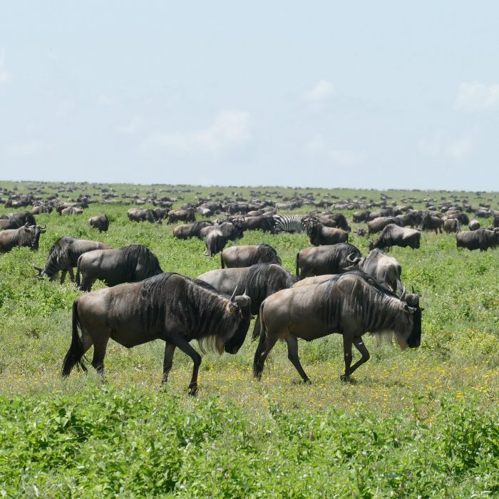 Tanzania Safari Tours Packages | Africa Paradise Adventures