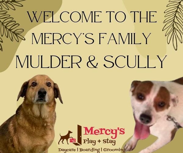 What Are The Benefits Of Leading Dog Boarding Facilities? | by Mercys play and stay | Feb, 2024 | Medium