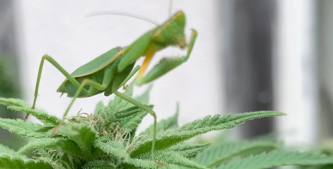 Beneficial Bugs For A Cannabis Grow - Dagga Seeds
